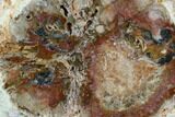 Colorful Petrified Wood (Araucaria) Limb Section - Madagascar #126393-2